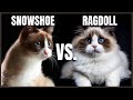 Snowshoe Cat VS. Ragdoll Cat の動画、YouTube動画。