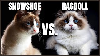 Snowshoe Cat VS. Ragdoll Cat