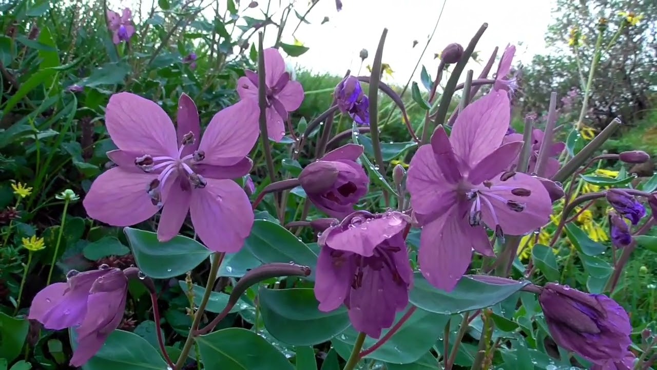 Tuktut Nogait National Park - A Walk Through an Arctic Wildflower Garden
