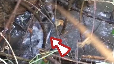 câu cá lóc nhấp cá ổ bằng vịt con, chinh phục bầy cá dưới góc cây và những cú táp tung toé nước