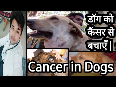 वीडियो: कुत्तों में त्वचा कैंसर (हेमांगीओसारकोमा)