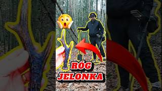 Znalazłem róg jelonka w lesie! 😱 #viral #historia #metaldetecting #podróże #metaldetector #history