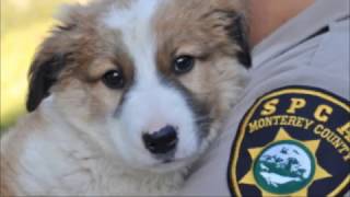 A Day Without The Spca