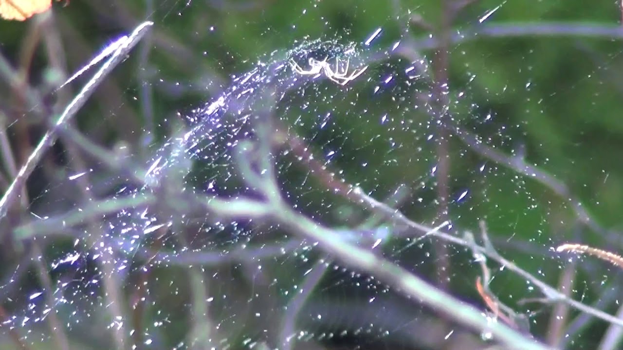 Female Filmy Dome Spider