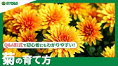 花 コロロの育て方 摘芯 Youtube
