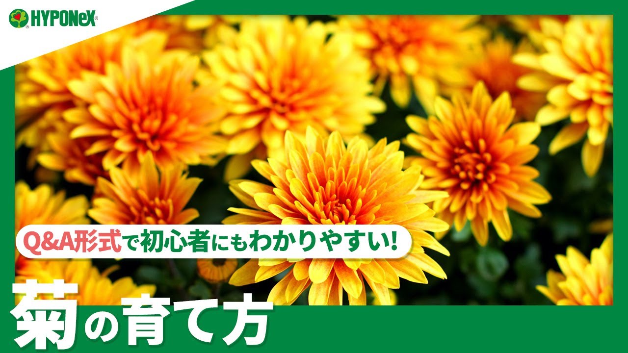 28 菊 キク の育て方 どんな品種があるの 置き場所や 摘心 肥料の与え方などもご紹介 Plantiaq A 植物の情報 育て方をq A形式でご紹介 Youtube