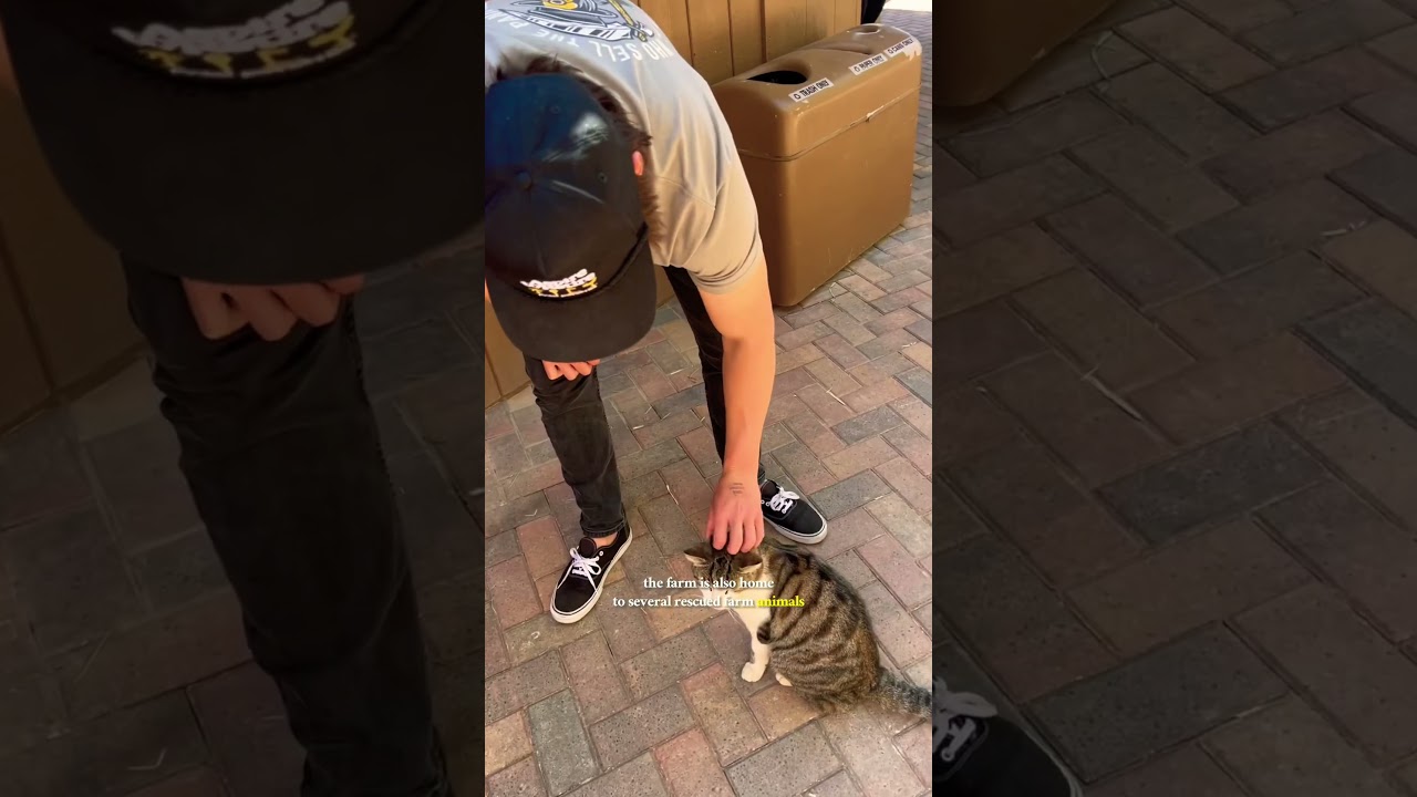 Have you ever been to this Las Vegas hidden gem? | The Farm 