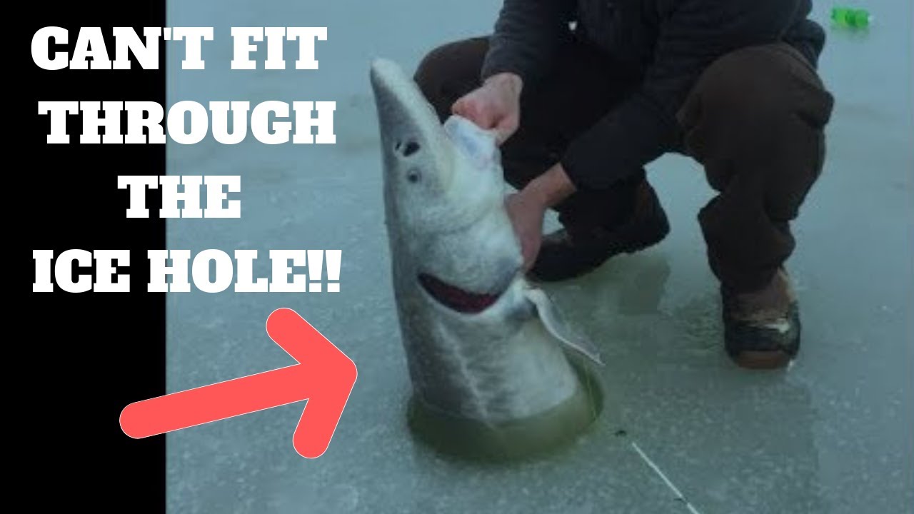 Sturgeon barely fits through the ice hole!!