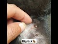Big Tick Form Dog 🪲🪲#dog #puppy #animals #pets #cute
