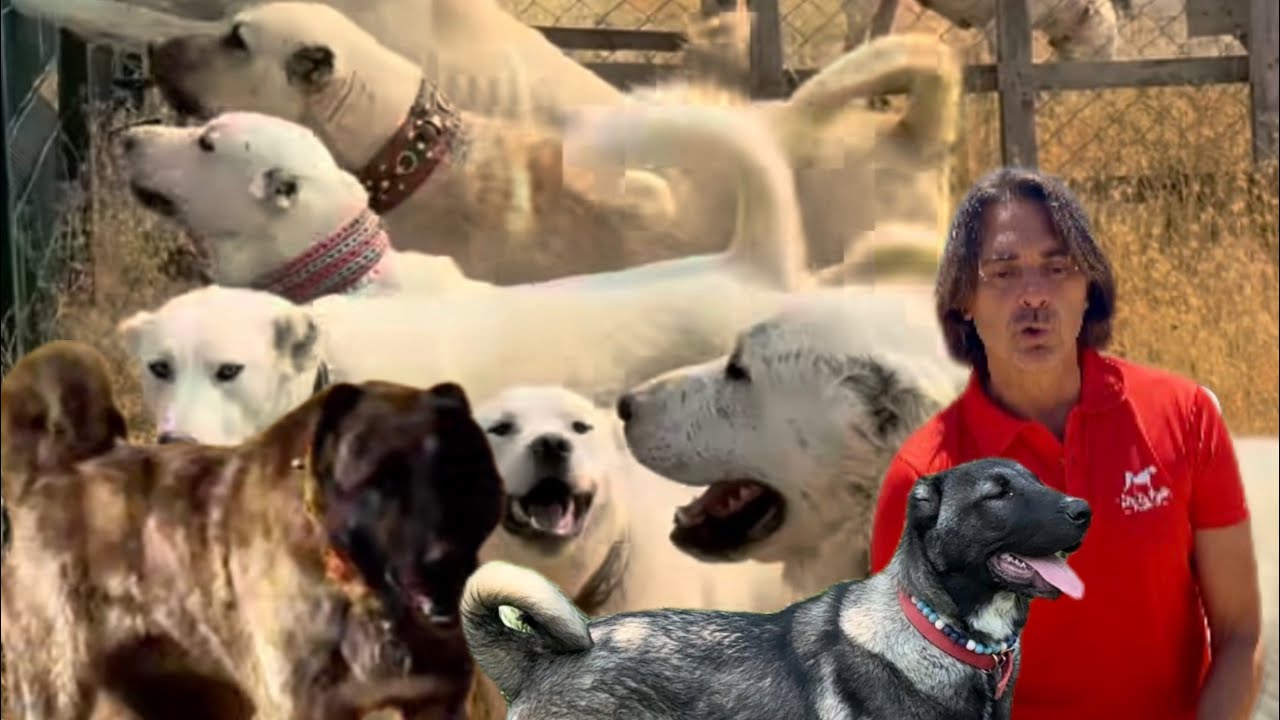 Üniversite Hocasının 21 Çoban Köpeği Akbaş’tan Haymana’ya Tüm Türk Çoban Köpekleri @AKBAŞ TÜRK KANGAL