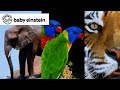 World animals  baby einstein classics  learning show for toddlers  kids cartoons and music