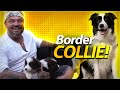 GUIA DE RAÇAS BORDER COLLIE | BAW WAW の動画、YouTube動画。