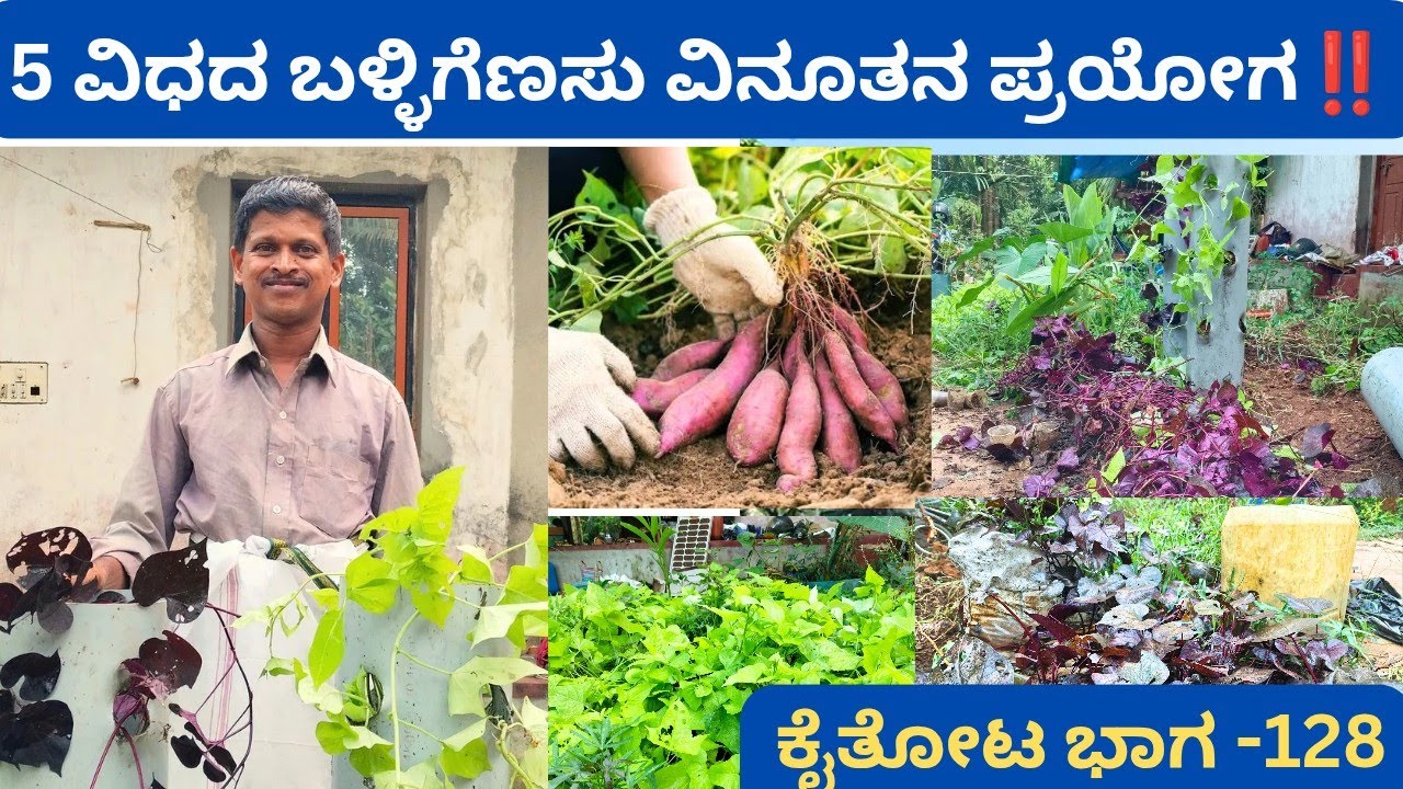 ಸಣ್ಣ PVC ಪೈಪ್ ಉಪಯೋಗಿಸಿ 16 ಅಡಿ ಸಾಲಲ್ಲಿ ಬೆಳೆಸುವ ಸಿಹಿಗೆಣಸನ್ನು ಬೆಳೆಸುತ್ತೇವೆ @ಪ್ರಕಾಶ್ ಜೋಶಿ‼️