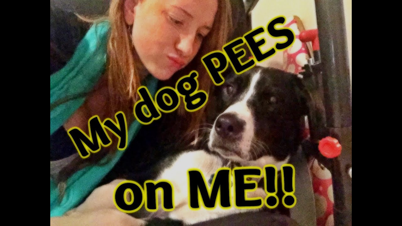 Dog Pees On Me Youtube