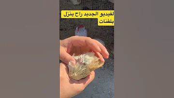 لفرق بين الانثى ولفحل السمان 