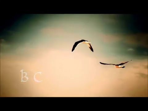 【歌手音ピコ】 Ｂ Ｃ 【カバー】