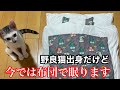 過酷な環境に耐えた元野良猫にお布団で寝て頂いたら…