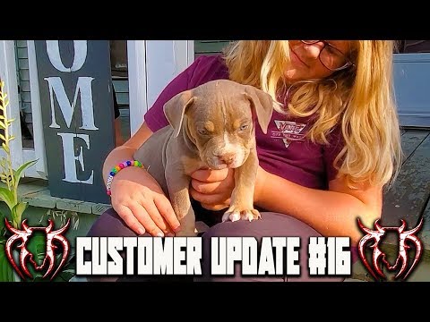 american-bully-puppy-customer-update-#16-from-the-world-famous-killinois-kennels