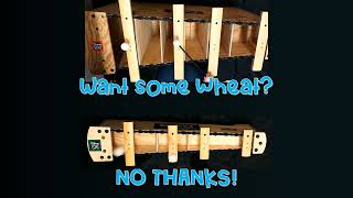Weevily Wheat Orff