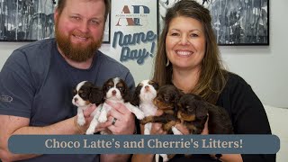 Name Day For Choco Latte and Cherrie's Chocolate Cavalier Litters!