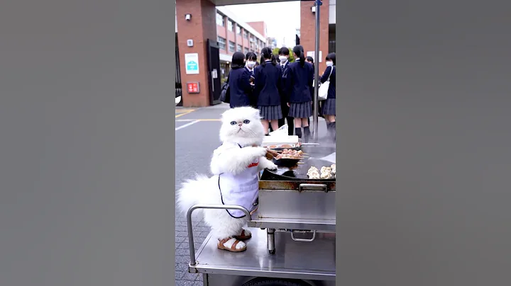 Video 11698011: persian cat long hair, white fluffy persian cat