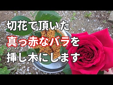 バラ 薔薇 の挿し木 切花で楽しんだ後は挿し木しましょう Youtube