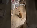 Orange Cat Leaps Into Deep Snow For Fun 🐈❄️ #OrangeCat #Snow #FunnyCats