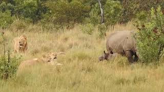 Brave Rhino Calf Fights Back in Battle of Survival against Pride of Lions.
