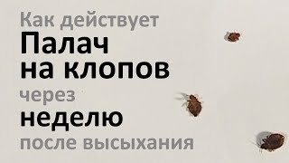 Как Палач травит клопов через неделю после высыхания Как Палач травит клопов через неделю после высыхания