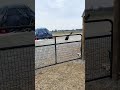 Domestic duck flying