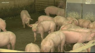 Advocates blame factory farms for water pollution; CAFOs say they're within margins. Who's right?