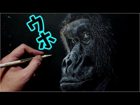 色鉛筆 ゴリラを描いてみた Drawing A Gorilla Realistically With Colored Pencils Youtube