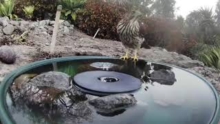 Один фонтанчик с водой и целый мир животных и птиц