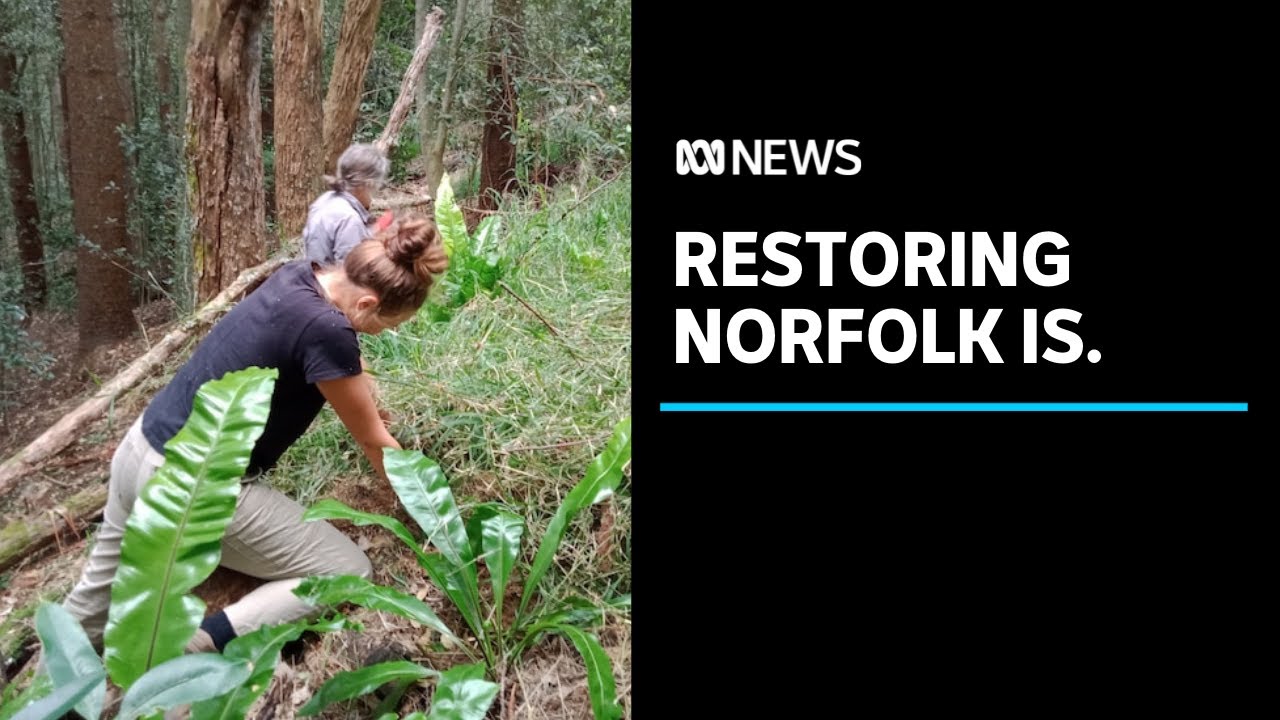 New Norfolk Island mapping shows the damage of European settlement and invasive species | ABC News