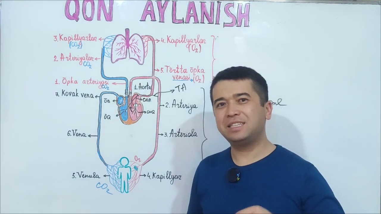 Qon ayalanish sistemasi