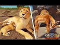 Lion Cub Grows Up To Alpha Lion ROBLOX Savannah Life Lion Cub Grows Up To Alpha Lion ROBLOX Savannah Life