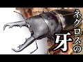 特徴的な顎のヒラタクワガタ紹介&産卵セット【クワガタ飼育】タウネスヒラタクワガタ