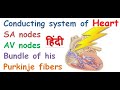 Conducting system of heart in hindi || SA node || AV node || purkinje fibers || bundle of his
