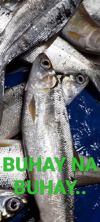 FRESH FROM THE FISHPOND..(still alive )#shorts #viral #trendingmilkfish #BQ