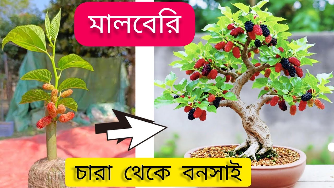 মালবেরি বনসাই || Malberi Bonsai