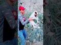 شبكه فولا لايك وشتراك