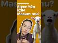 Yün masum mu? #yün #koyun #kuzu #hayvan