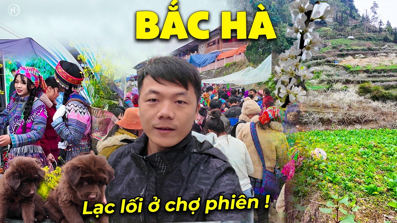 Độc Đáo Chợ Phiên Vùng Cao Bắc Hà, Lớn Nhất Tây Bắc - Mùa Hoa Mận Nở Trắng Đồi