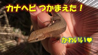 カナヘビ捕まえた！カナヘビの捕まえ方！