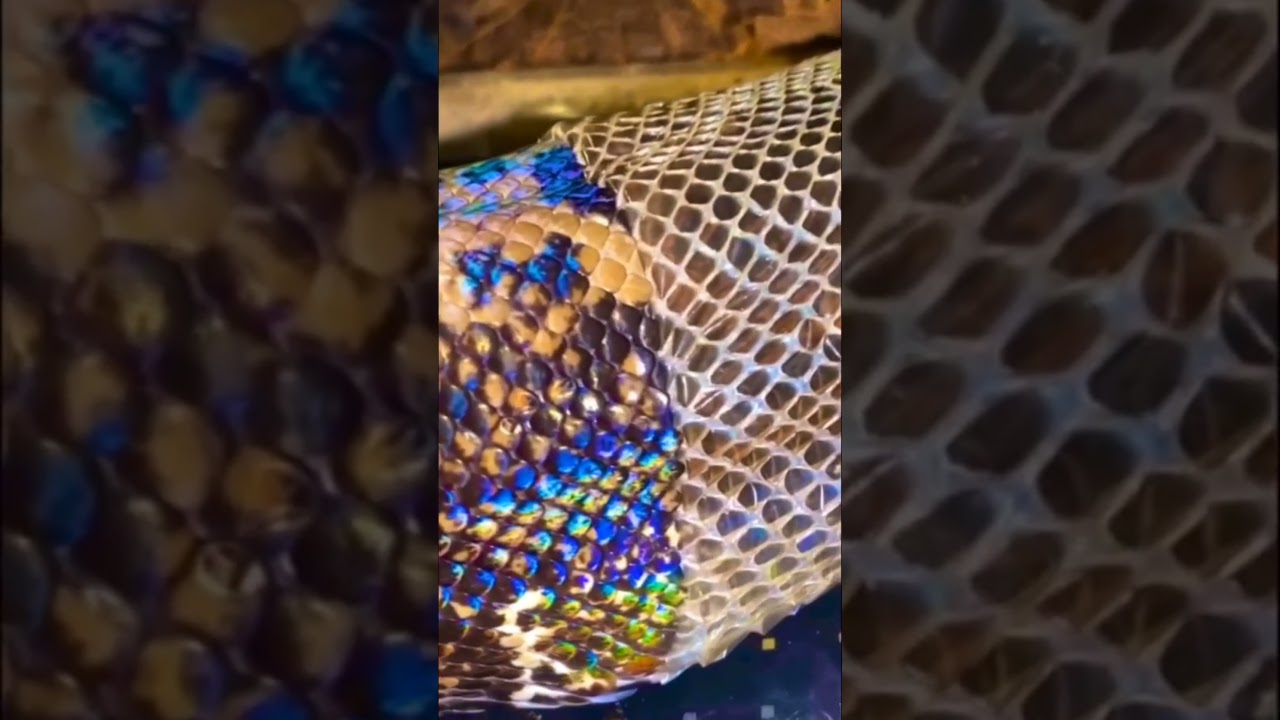 Satisfying Snake Shedding 🐍 