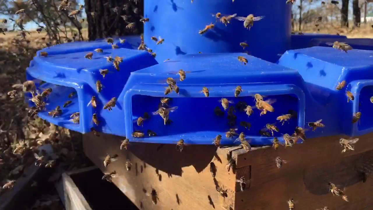 New Bulk Pollen Feeder Youtube