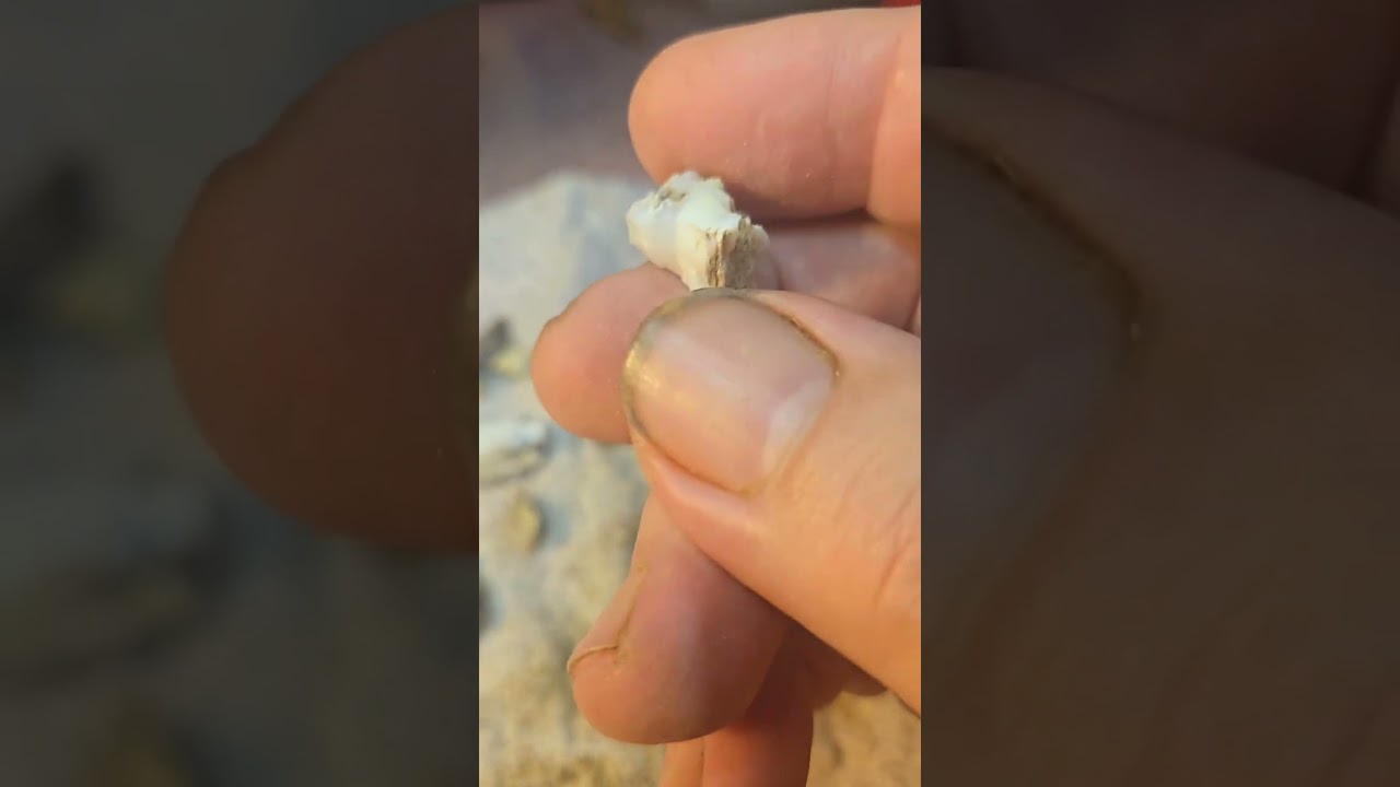 Unveiling Nevada's Hidden Treasures: Spectacular Opal Reveals!"