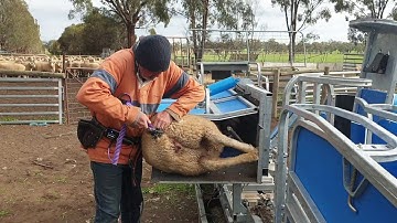 Crutching Sheep in a Te Pari Racewell Sheep Handler