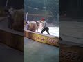 Lion attack in circus  patiala