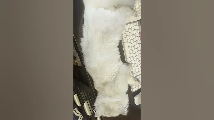 Watch the video about "Persian Kitten Angel Sleeping on the Remote Job 🐱💻💤"
